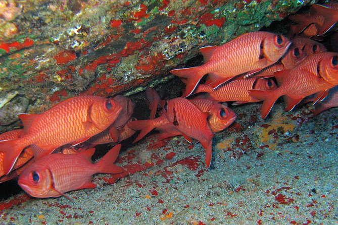 Kauai’s Ultimate Guided Shore Snorkel in South Poipu - The Poipu Beach snorkel hour: calm reef time and real wildlife spotting