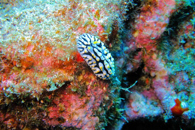 Kauai’s Ultimate Guided Shore Snorkel in South Poipu - Guide attention, education, and how the lesson pays off