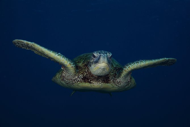 Kauai’s Ultimate Guided Shore Snorkel in South Poipu - Gear and comfort: what’s provided, and what to wear