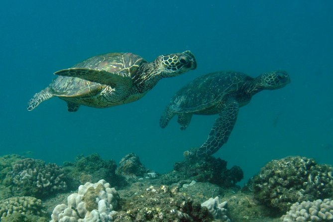 Kauai's Ultimate South Island Zodiac Boat Snorkel Adventure - Gear, instruction, and the comfort factor that makes or breaks snorkeling
