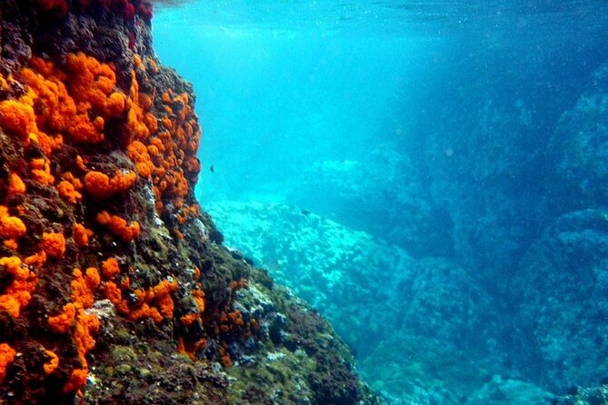 Kayak & Snorkel Tour in Cerro Gordo Natural Park, La Herradura - Key things you’ll notice on the Cerro Gordo kayak and snorkel