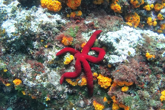 Kayak & Snorkel Tour in Cerro Gordo Natural Park, La Herradura - Stop by the La Herradura side: Los Acantilados de Cerro Gordo, sea-level