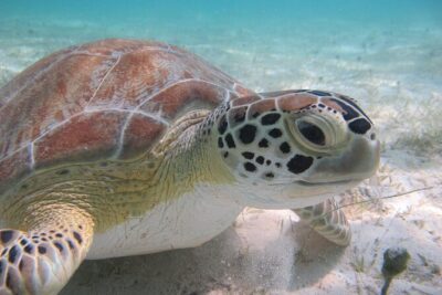 Kayak & Snorkel with Sea Turtles, National Park, St. John - Meeting in Cruz Bay and getting oriented fast