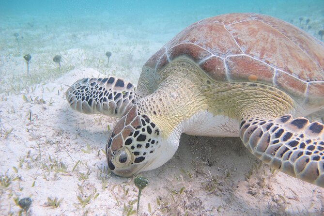 Kayak & Snorkel with Sea Turtles, National Park, St. John - Who should book this kayak and sea turtle tour
