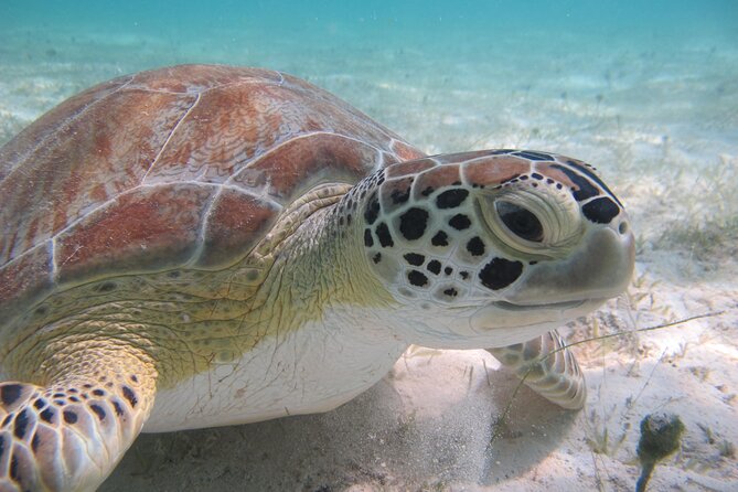 Kayak & Snorkel with Sea Turtles, National Park, St. John - Meeting in Cruz Bay and getting oriented fast