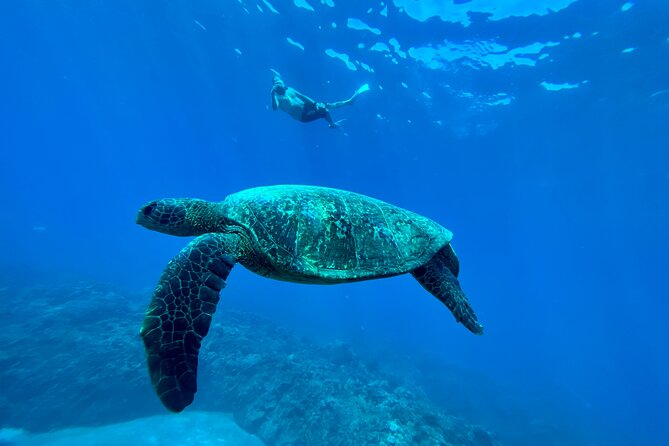 Kayak & Turtle Town Snorkel(Turtles Guaranteed) + Whale Watching - The Crew and Equipment: Why the Guide Matters So Much