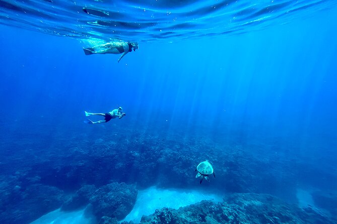 Kayak & Turtle Town Snorkel(Turtles Guaranteed) + Whale Watching - Turtle Town Snorkel: The Cleaning Station Experience