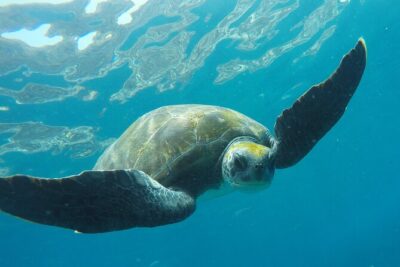 Kayaking + snorkeling with turtles - Dolphins on the route: fun when you get it, not the plan