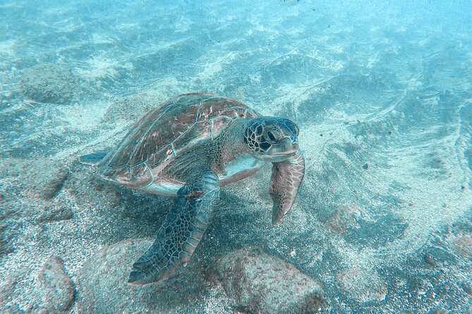 Kayaking + snorkeling with turtles - Comfort rules: moderate fitness and open-water reality
