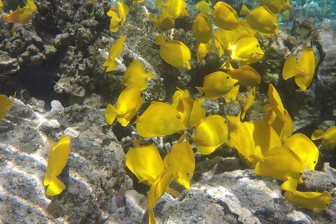 Kealakekua Bay (Captain Cook Monument) Snorkel and Sail Adventure - What the Crew Adds: Attentiveness, Reassurance, and Local Stories