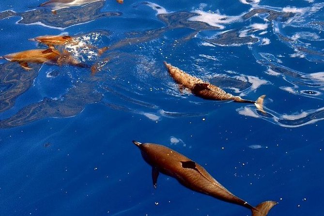 Kealakekua Bay (Captain Cook Monument) Snorkel and Sail Adventure - Lunch and the Return Sail: Sandwich Bar Energy, Then Back to Kona