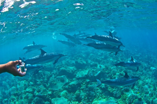 Kealakekua Bay Snorkeling Tour - 4 hour Kona Zodiac Adventure - Sea Caves and Lava-Tube Geology Stops Without the Punishing Shore Hike
