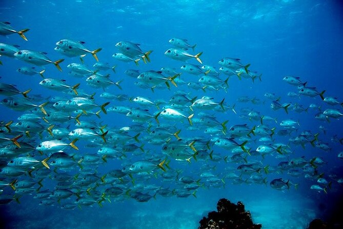 Key Largo Snorkel Tour, Two Locations - Equipment Included! - Key things that make this tour work