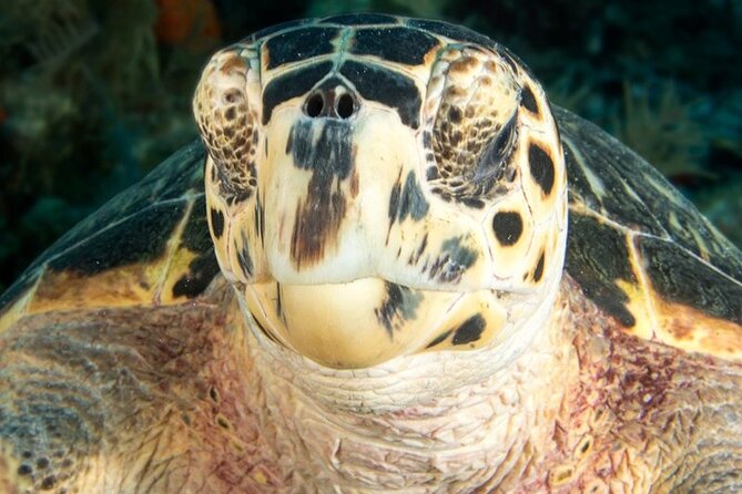 Key Largo Snorkel Tour, Two Locations - Equipment Included! - Two-location timing: what 3 hours 30 minutes actually delivers