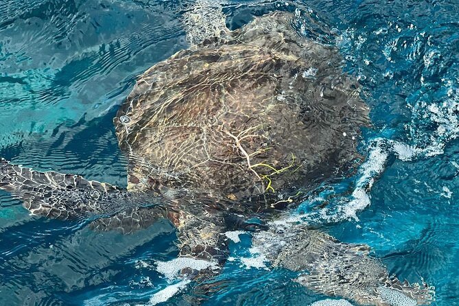 Key Largo Snorkel Tour, Two Locations - Equipment Included! - Florida Keys National Marine Sanctuary and John Pennekamp: why these stops matter
