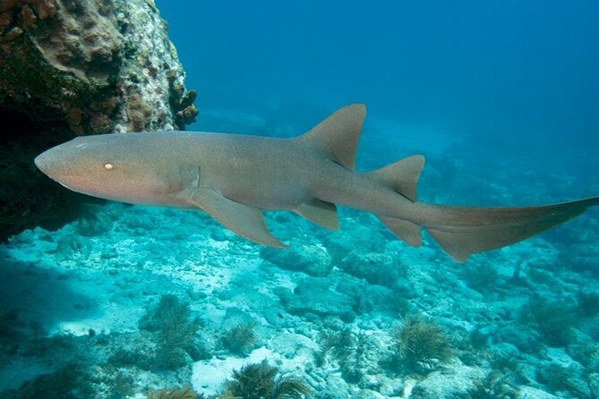 Key Largo Snorkel Tour, Two Locations - Equipment Included! - The reef stops: Key Largo and Molasses Reef for real variety