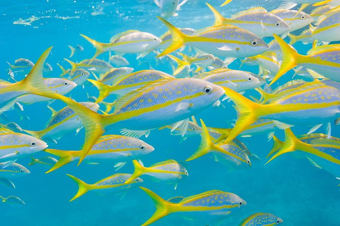 Key Largo Snorkeling Tour - rental mask, fins and vest INCLUDED - Beginner-Friendly Coaching That Doesn’t Talk Down to You