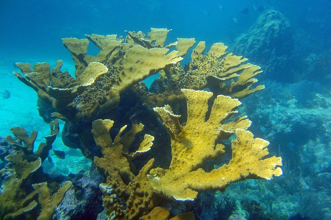 Key Largo Snorkeling Tour - rental mask, fins and vest INCLUDED - What Makes the Snorkeling Feel Worth It