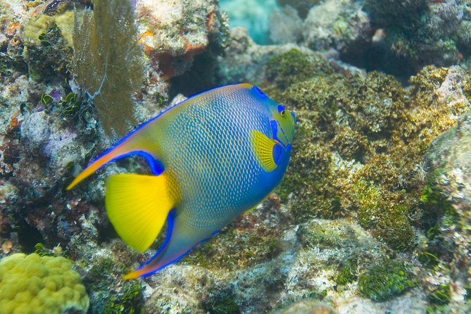 Key Largo Snorkeling Tour - rental mask, fins and vest INCLUDED - Price and Value: Is $67.50 a Fair Deal?