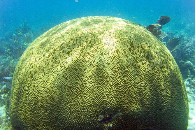 Key Largo Snorkeling Tour - rental mask, fins and vest INCLUDED - Who Should Book This Tour (and Who Might Want a Different Plan)