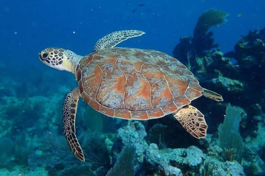 Key Largo: Snorkeling Trip - Coral That Feels Like Another Country: The Big Idea Behind Key Largo