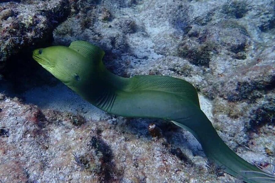Key Largo: Snorkeling Trip - On the Boat: What’s Included, What You’ll Feel, and What to Expect