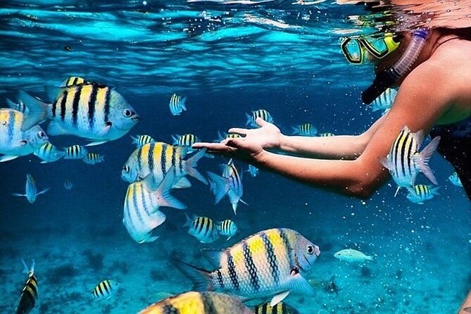 Key Largo Snorkeling Trips & Sandbar Tours - Key Largo Snorkeling Highlights You’ll Feel in Day One