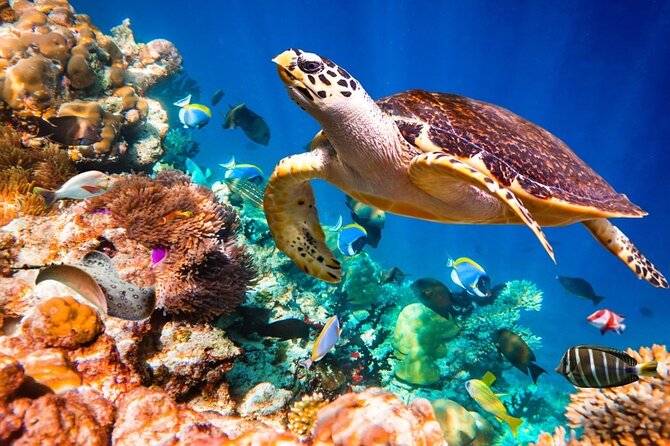 Key Largo Snorkeling Trips & Sandbar Tours - Gear, Gear Fitting, and In-Water Coaching That Builds Confidence