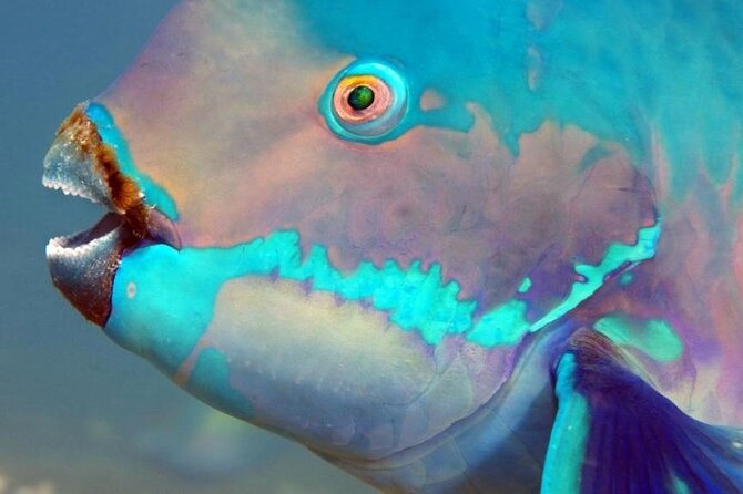 Key Largo Snorkeling Trips & Sandbar Tours - Who This Trip Fits Best in the Real World