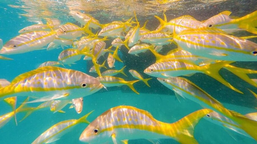 Key West: Afternoon Reef Snorkel Tour with Open Bar - One hour on the reef: what the snorkeling feels like