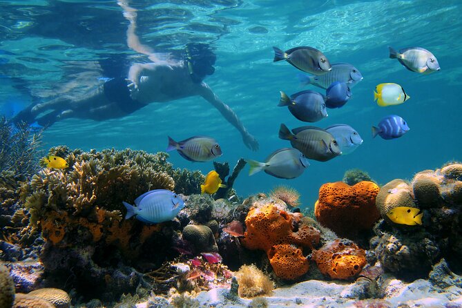 Key West Afternoon Reef Snorkeling with Open Bar - Getting value from $59.95: what you truly get for the money