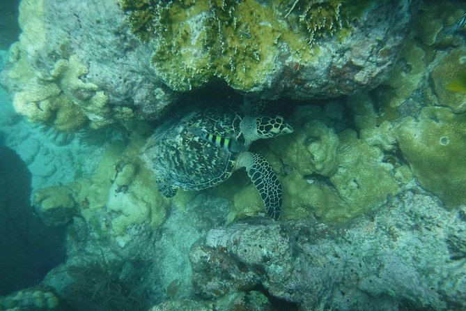 Key West Afternoon Reef Snorkeling with Open Bar - Should you book Dip & Sip with Sunset Watersports?