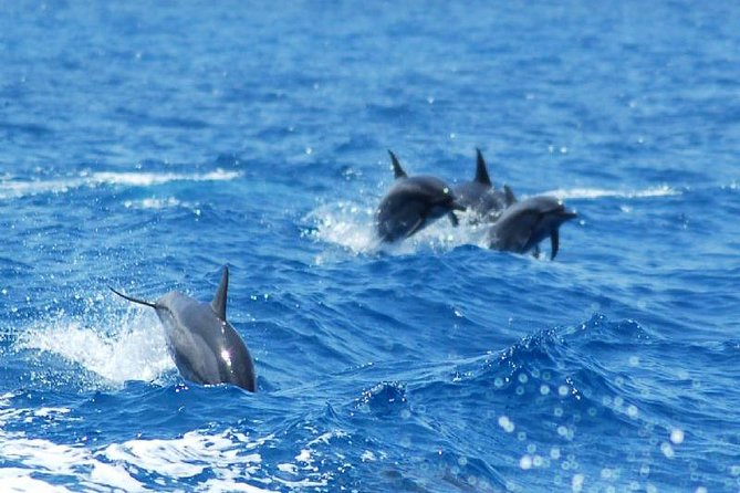 Key West Dolphin and Snorkel Experience - Snorkeling Around Key West: Gear, Life Jackets, and Real Conditions
