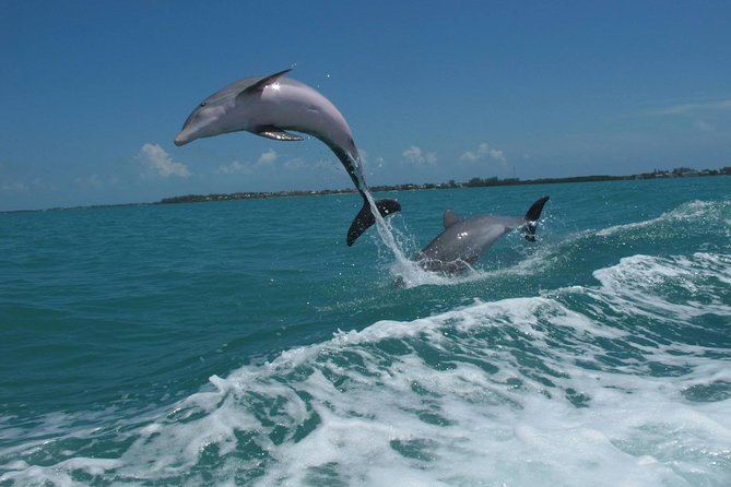 Key West Dolphin and Snorkel Experience - Price and Value: What You Actually Get for $69.95