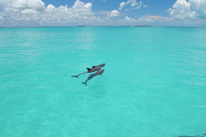 Key West Dolphin Watch and Snorkel Tour - Eco Adventure - What Makes This Tour Different: Dolphins First, Then the Water