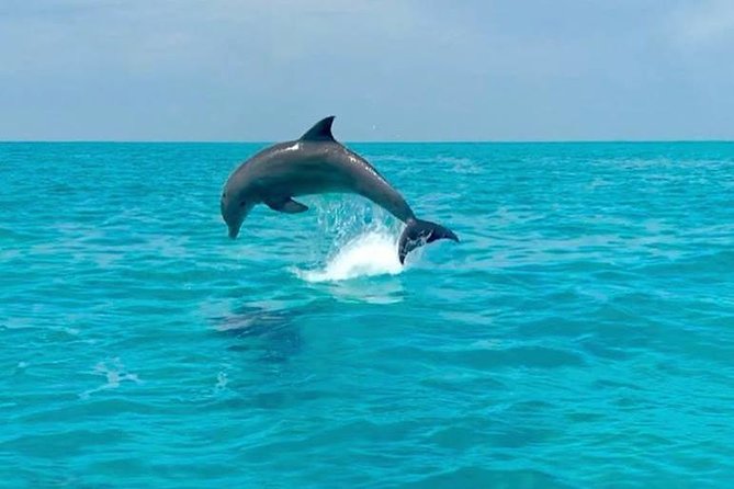 Key West Dolphin Watch and Snorkel Tour - Eco Adventure - Swimming Skills Matter: How to Prepare for a No-Stand Snorkel