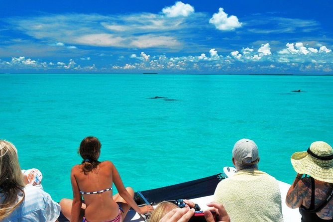 Key West Dolphin Watch and Snorkel Tour - Eco Adventure - Weather and Timing: Why the Day Feels Smooth When Conditions Cooperate