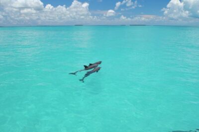 Key West: Dolphin Watching and Snorkeling Eco Cruise Tour - Getting on the Catamaran Without Stress