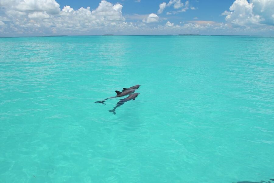 Key West: Dolphin Watching and Snorkeling Eco Cruise Tour - Getting on the Catamaran Without Stress