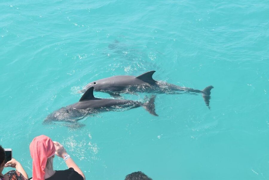 Key West: Dolphin Watching and Snorkeling Sunset Cruise - Quick hits before you go