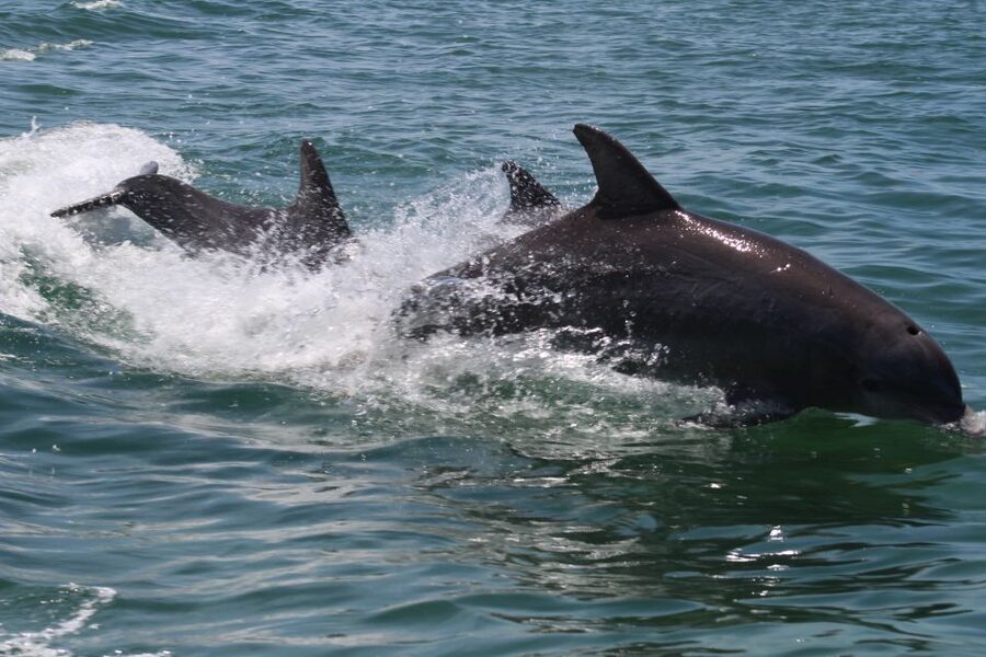 Key West: Dolphin Watching and Snorkeling Sunset Cruise - Price and value: is $79 fair for dolphins, snorkeling, and sunset?