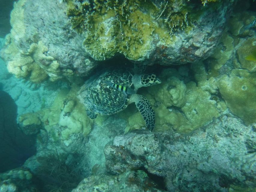 Key West: Dolphin Watching and Snorkeling Sunset Cruise - What to bring for a smooth day on the water