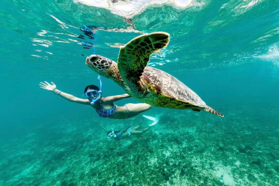 Khao Lak: Similan Islands Snorkeling Day Trip w/Meals - Snorkel Stop 2: Koh Pousar for Hard + Soft Coral Reefs
