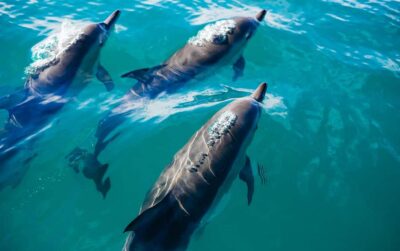 Khasab: Dolphin Watching Day Tour with Snorkeling & Lunch - Morning Check-In at Khasab Port (9:30 AM): Easy Plan, Do This Right