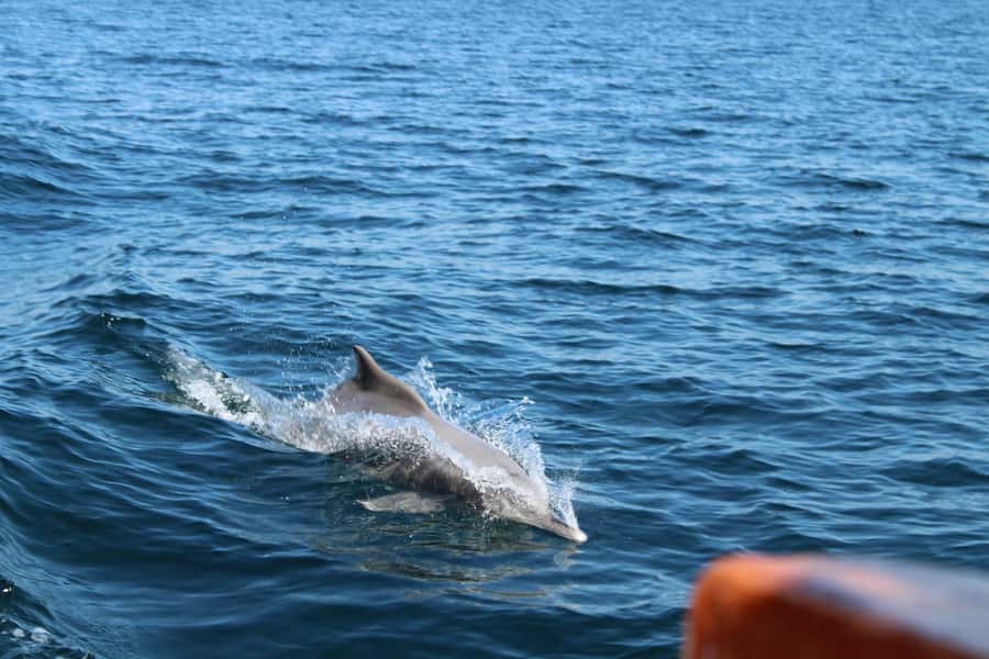 Khasab: Half-Day Dhow Cruise, Dolphin Watching, & Snorkeling - Dolphin watching near the fishing village and on the cruise