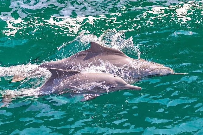 Khasab Musandam Full Day dhow cruise with lunch and Snorkeling - Musandam by dhow: what your full day is really like