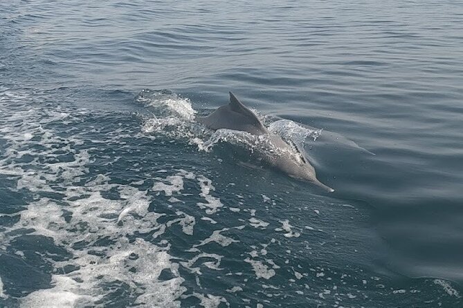 Khasab Musandam Full Day dhow cruise with lunch and Snorkeling - Lunch onboard: Omani buffet, fruit, and drinks that keep the day easy