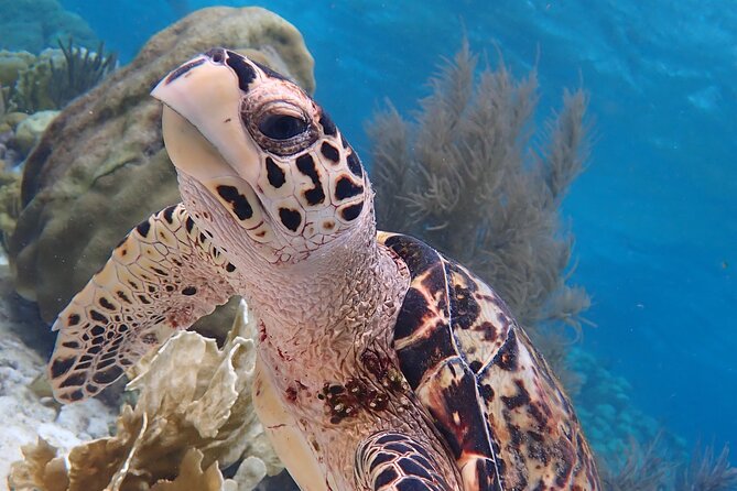 Klein Bonaire Marine Park Snorkeling Excursion - Key highlights worth caring about