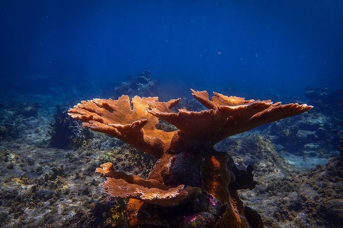 Klein Bonaire Marine Park Snorkeling Excursion - Stop 1 and Stop 2: how the water time usually feels