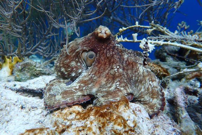Klein Bonaire Marine Park Snorkeling Excursion - Your guides matter: Helmer, Bart, and the “point it out” style